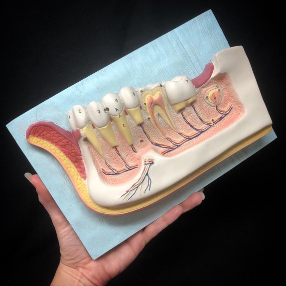 View3D Dental, how to secure records View3D Dental, export and migration tutorial with rollback planning
